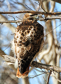 redtail hawk perched ion a branch
